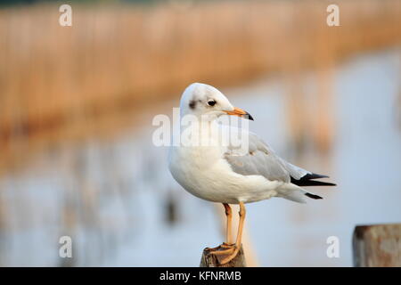 Linie der Möwe Das hocken auf einem Bambus post am Meer Hintergrund. Thailand Stockfoto