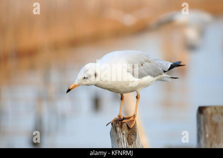 Linie der Möwe Das hocken auf einem Bambus post am Meer Hintergrund. Thailand Stockfoto