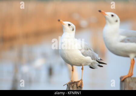 Linie der Möwe Das hocken auf einem Bambus post am Meer Hintergrund. Thailand Stockfoto