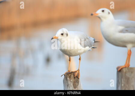 Linie der Möwe Das hocken auf einem Bambus post am Meer Hintergrund. Thailand Stockfoto