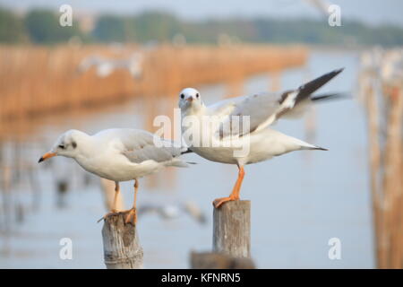 Linie der Möwe Das hocken auf einem Bambus post am Meer Hintergrund. Thailand Stockfoto