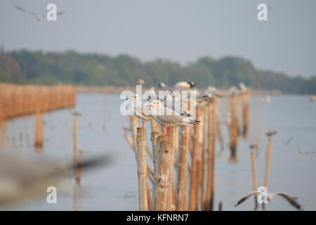 Linie der Möwe Das hocken auf einem Bambus post am Meer Hintergrund. Thailand Stockfoto