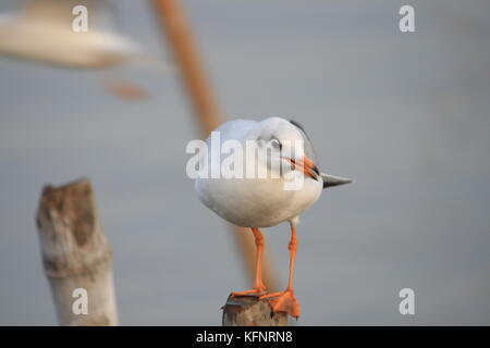 Linie der Möwe Das hocken auf einem Bambus post am Meer Hintergrund. Thailand Stockfoto