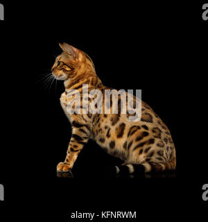 Adorable Rasse bengal Katze auf schwarzem Hintergrund Stockfoto