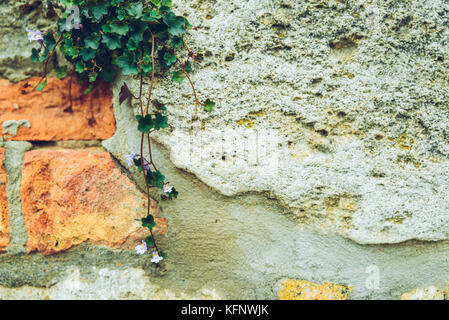 Design Konzept Ivy Bush auf birck Wand Stockfoto