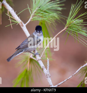 Männliche mönchsgrasmücke (Sylvia atricapilla) auf einer Kiefer Niederlassung in Israel Oktober fotografiert gehockt Stockfoto