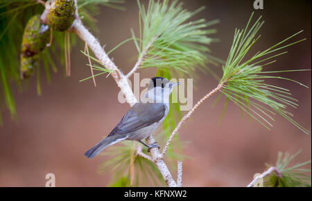 Männliche Schwarzmütze (Sylvia atricapilla) auf einem Kiefernzweig, fotografiert im Oktober in Israel Stockfoto