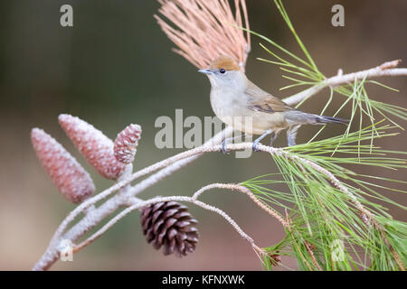 Weibliche Eurasische Schwarzmütze (Sylvia atricapilla) an einem Kiefernzweig. Fotografiert in Israel im Oktober Stockfoto