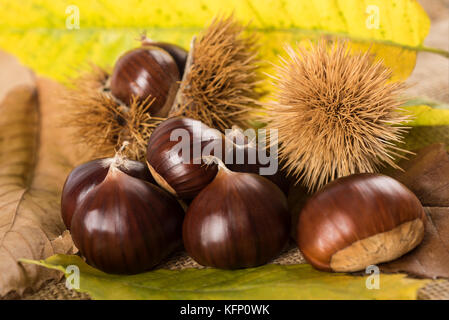 Frische Kastanien mit Muscheln Stockfoto