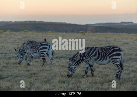 Kap Zebra in der Morgendämmerung, botlierskop Private Game Reserve, Western Cape, Südafrika Stockfoto