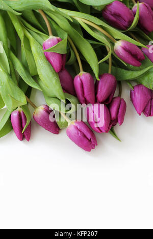 Tulip Blumen mit Tautropfen auf weißem Hintergrund. Selektive konzentrieren. Freier Platz für Text. Stockfoto
