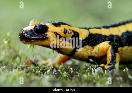Feuersalamander (salamandra Salamandra) in Asturien, Spanien. Stockfoto