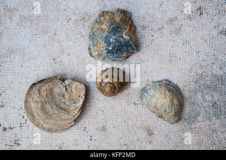 Fossilien in Pisticci, Italien. Pisticci ist eine Stadt in der Provinz von Matera, in der süditalienischen Region Basilicata. Stockfoto