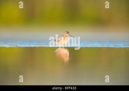 Short-billed dowitcher stehend in einer seichten Wasser Stockfoto