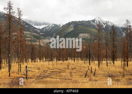 Verbrannte Bäume von einem Brand im Jasper Nationalpark Stockfoto