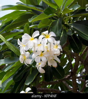 Reinen weißen duftenden Blüten mit gelben Zentren der exotischen tropischen frangipanni Arten plumeria plumeria Blüte in Broome Western Australia. Stockfoto