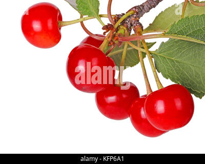 Verzweigung mit mehreren Blättern und reif, Rot, frische Früchte Sauerkirsche (Prunus cerasus) gegen einen weißen Hintergrund isoliert Stockfoto