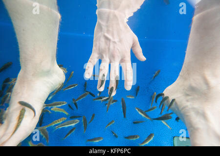 Touristen genießen ein 'Fisch Massage" (Pediküre) in Südostasien Stockfoto