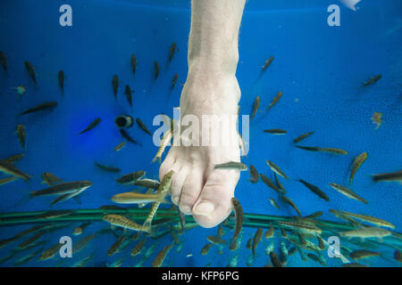 Touristen genießen ein 'Fisch Massage" (Pediküre) in Südostasien Stockfoto