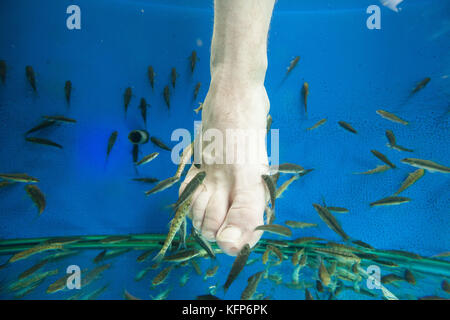 Touristen genießen ein 'Fisch Massage" (Pediküre) in Südostasien Stockfoto