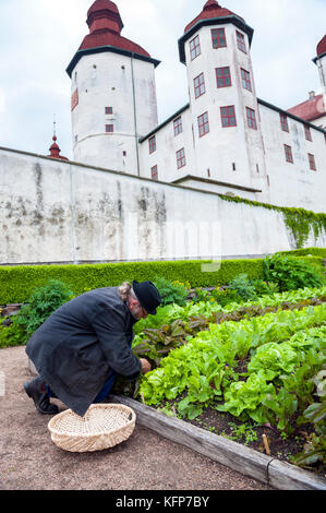 Gärtner Simon Irvine in den dekorativen Bio-Gemüsegärten von Läckö Slott, einer mittelalterlichen Burg auf der Insel Kållandsö, Westschweden. Stockfoto