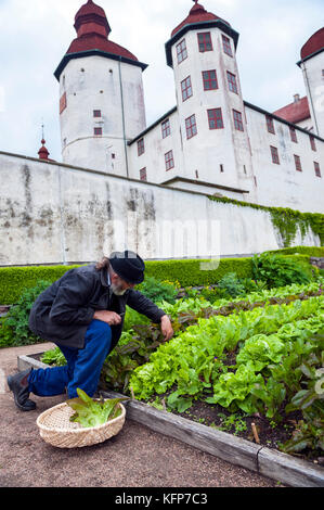 Gärtner Simon Irvine in den dekorativen Bio-Gemüsegärten von Läckö Slott, einer mittelalterlichen Burg auf der Insel Kållandsö, Westschweden. Stockfoto