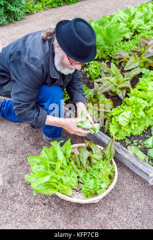 Gärtner Simon Irvine in den dekorativen Bio-Gemüsegärten von Läckö Slott, einer mittelalterlichen Burg auf der Insel Kållandsö, Westschweden. Stockfoto