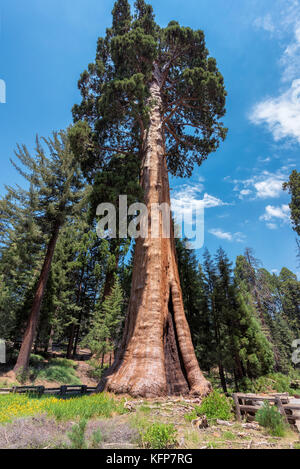 Redwood Bäume im Sequoia National Park, Kalifornien. Stockfoto