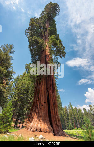 Redwood Bäume im Sequoia National Park, Kalifornien. Stockfoto