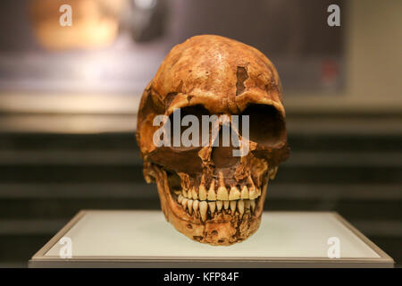 Alter Schädel im Museum stehen. Stockfoto