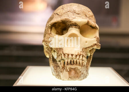 Alter Schädel im Museum stehen. Stockfoto