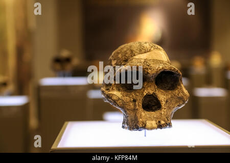 Alter Schädel im Museum stehen. Stockfoto