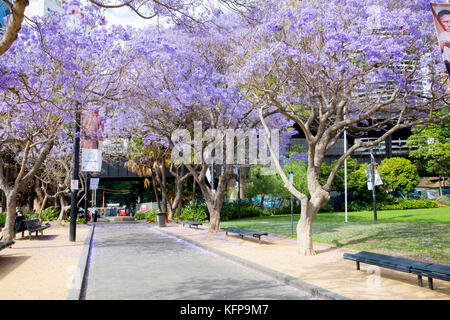 Erste Flotte Park im Viertel The Rocks, Circular Quay, Sydney, Australien Stockfoto