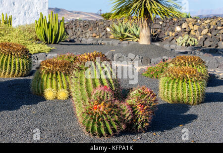 Riesige sphärische Kaktus in der Kaktus Garten Stockfoto