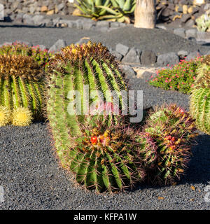 Riesige sphärische Kaktus in der Kaktus Garten Stockfoto