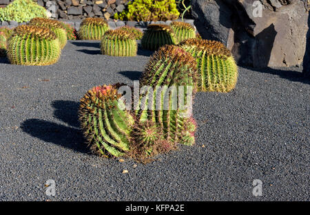 Riesige sphärische Kaktus in der Kaktus Garten Stockfoto