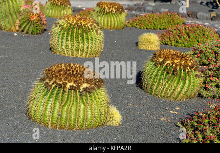 Riesige sphärische Kaktus in der Kaktus Garten Stockfoto