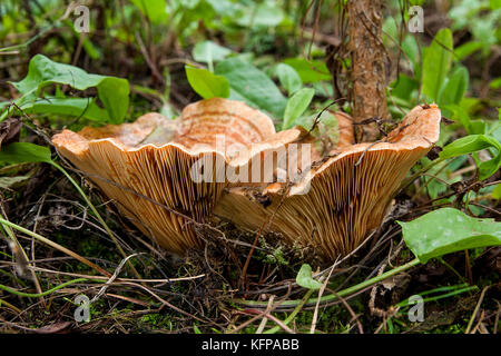 Genießbare orange Milch Kappe, oder falscher Safran Milch cap Pilz, lactarius deterrimus, unter Nadeln und kleine grüne Pflanzen an sonnigen Herbsttag im Wald. Stockfoto