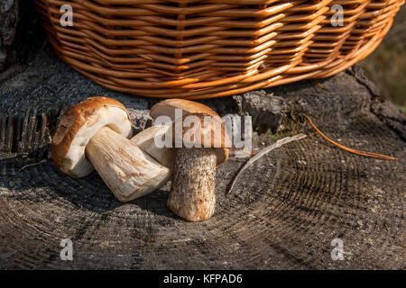 Im Herbst erstaunliche mehrere essbare Pilze braun Cap boletus badius und als steinpilze Boletus edulis wie Steinpilze bekannt geerntet. Composit Stockfoto