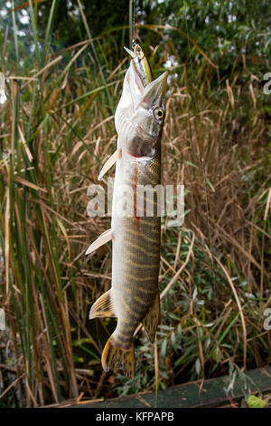 Süßwasser Hecht Fische kennen als Esox lucius. Angeln Konzept, guter Fang - große Süßwasser hecht Fische mit Fischen lure im Mund. Stockfoto