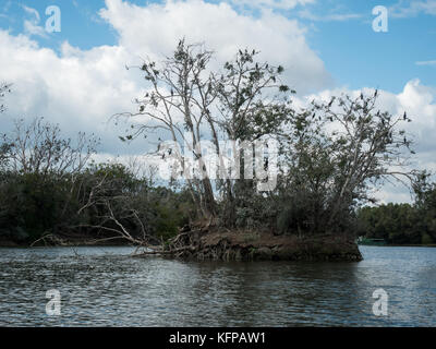 Schwarz heron Vögel im Baum an Feuchtgebiet Kopacki Rit in Kroatien Stockfoto