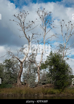 Reiher auf trockenen Baum in Feuchtgebieten im Naturpark Kopacki Rit, Kroatien Stockfoto