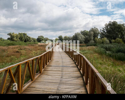 Holz- spaziergang Brücke im Naturpark Kopacki Rit in Kroatien Stockfoto