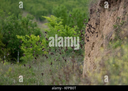 Uferschwalbe (Riparia rioaria) Rumänien RO Mai 2017 Stockfoto