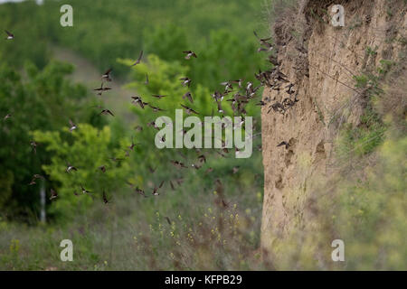 Uferschwalbe (Riparia rioaria) Rumänien RO Mai 2017 Stockfoto