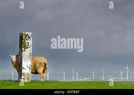 Schafen unter einem schwarzen Himmel auf einem Deich hinter einem alten Meilenstein mit der Nummer 13, im Hintergrund neue Windmühlen Stockfoto