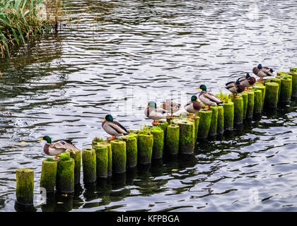 Reihe von Stockenten, wilde ente, Anas platyrhynchos. zehn Enten in einer Reihe auf Moos bedeckt Beiträge in einem See Stockfoto