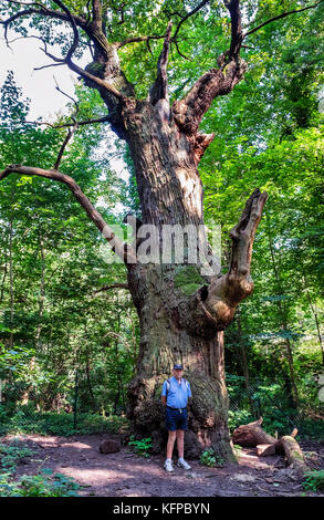 Berlin Alt-Tegel, Tegeler Forst. Pedunculate oak, Quercus robur, Dicke Marie oder Fett Maria ist die älteste Baum in Berlin. Benannt nach Kochen Von Humboldt Jungen Stockfoto