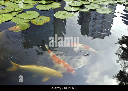 Farbe carp-Koi Fische unter grünen Waterlily treibt in japanischen Teich mit Wolkenkratzern Reflexion Stockfoto