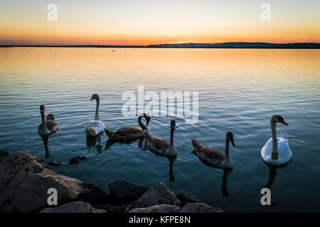 Schwäne auf einem See bei Sonnenuntergang. swan Familie schwimmt an Sommerabend in der Nähe der Ufer des Sees Zalaegerszeg, Ungarn. Stockfoto